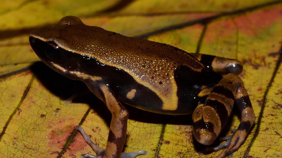 Kongobecken ist Schatztruhe der Vielfalt