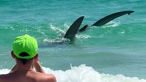 Hai-Schock: Riesiger Raubfisch taucht an Badestrand in Florida auf