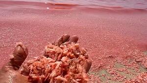 Massensterben: Millionen toter Garnelen färben Küste pink