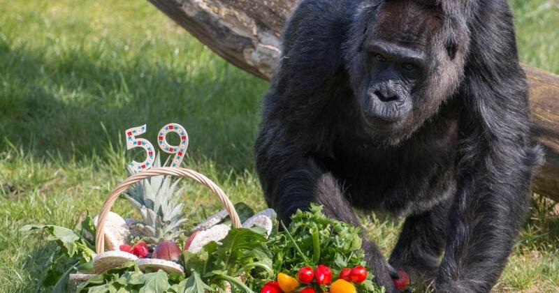 Gorilladame Feiert Im Berliner Zoo 59. Geburtstag | WEB.DE