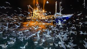 Möwen, die ein Fischereiboot umschwärmen auf der Suche nach Nahrung