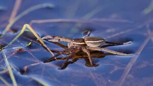 Gerandete Wasserspinne