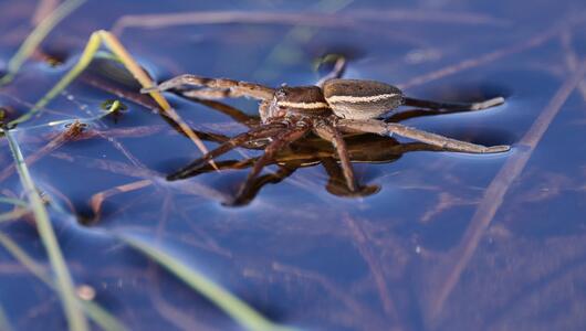 Gerandete Wasserspinne