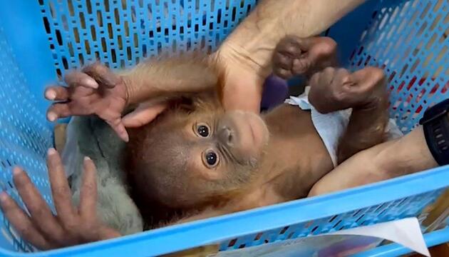 Baby-Orang-Utans befreit – Polizei schnappt Schmuggler in Bangkok
