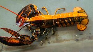 Seltener Fang: Zweifarbiger Hummer landet im Aquarium statt auf dem Teller