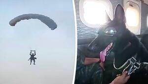 Nervenstark auf vier Pfoten: Militärhunde springen mit Soldaten aus Flugzeug