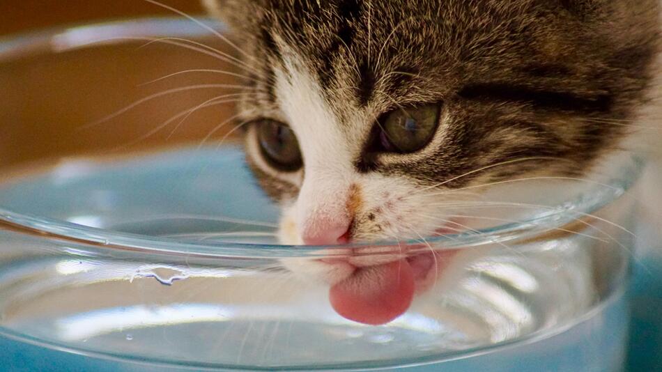 Trinken ist auch für Katzen überlebenswichtig.