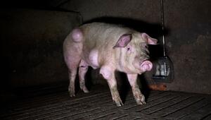 Grausige Zustände in einem spanischen Schweinemastbetrieb
