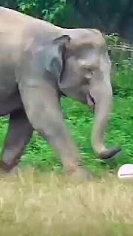 Wilder Elefant crasht Fußballspiel in Indien