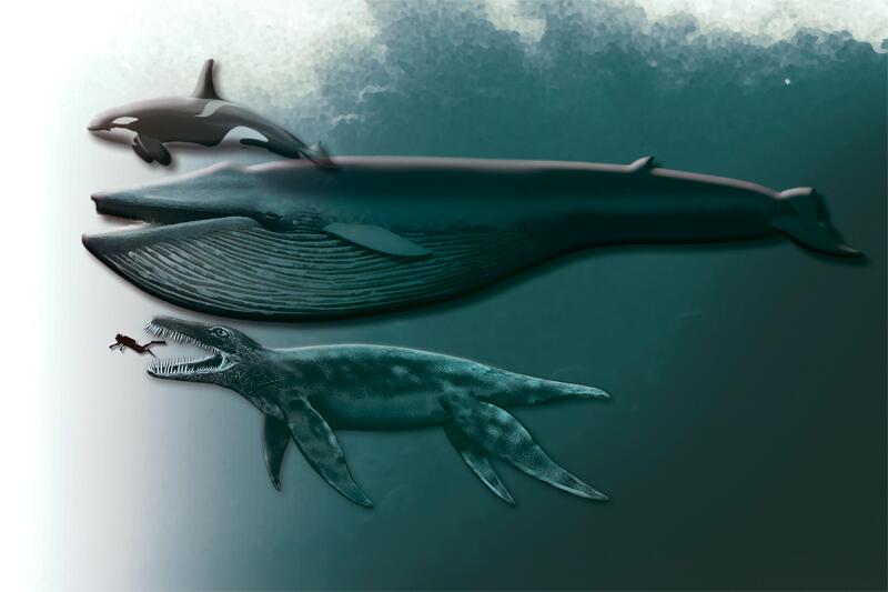 Bilder vom Ungetüm Pliosaurier WEB.DE