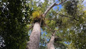 Australische Regenwälder