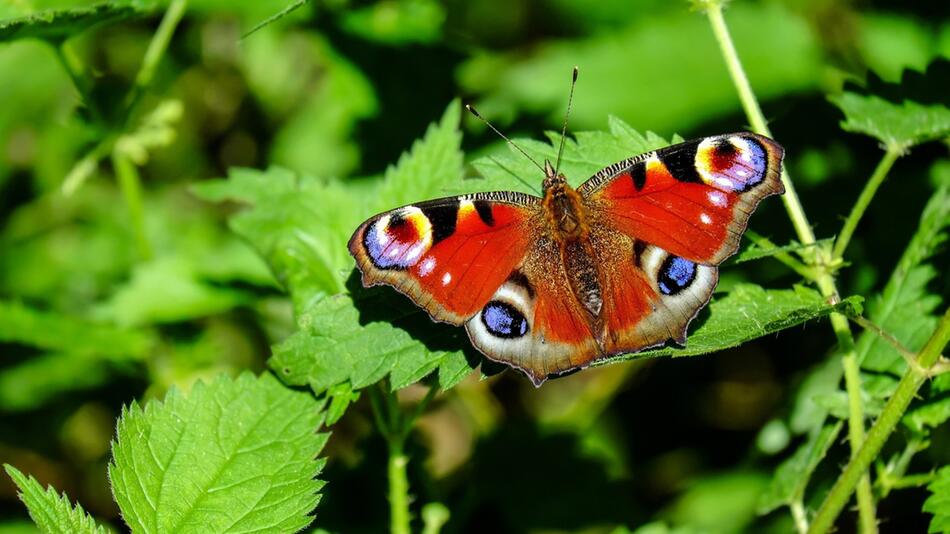 Was tun mit einem verirrten Schmetterling?