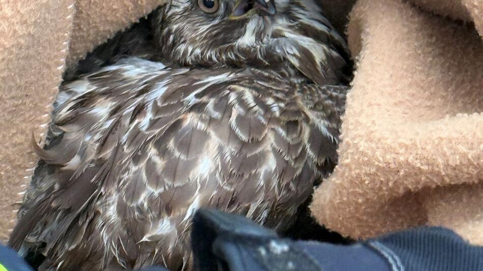 Polizei fängt verletzten Greifvogel an Autobahn ein