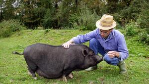 Ein Mann streichelt ein Hängebauchschwein