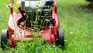 no mow may