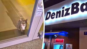 Bankräuber auf leisen Pfoten: Polizei reagiert auf Alarm – und erlebt tierische Überraschung