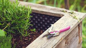 Diese Pflanzen haben im Hochbeet nichts zu suchen