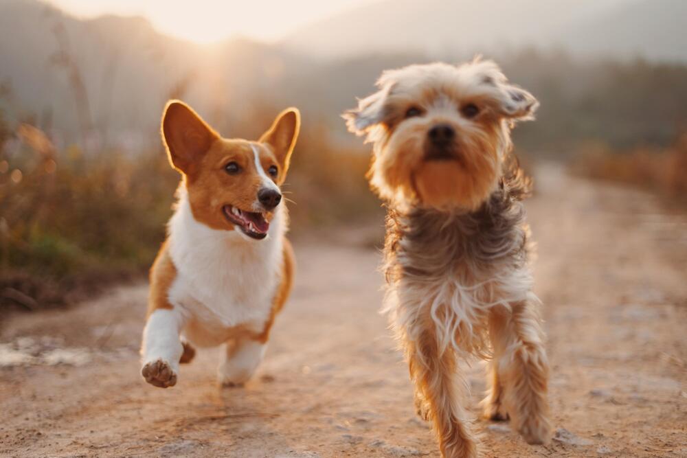 Hunde können Mimik anderer Rassen schwer deuten.