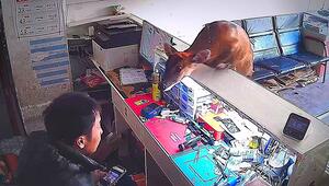 Sprung über die Theke: Hirsch stürmt Handyladen