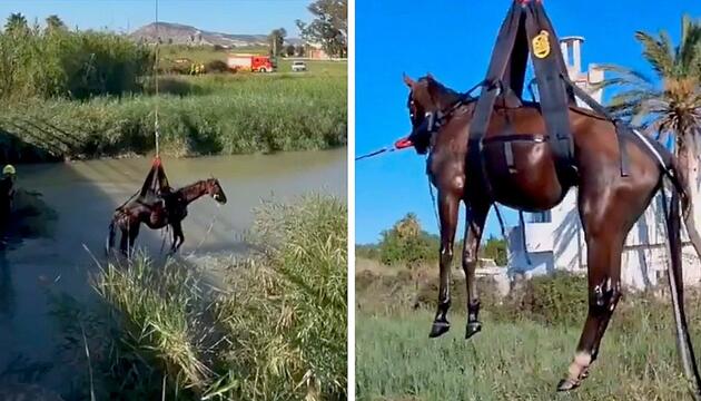 Aus dem Wasser gehoben: Spanische Feuerwehr rettet Pferd per Hubschrauber