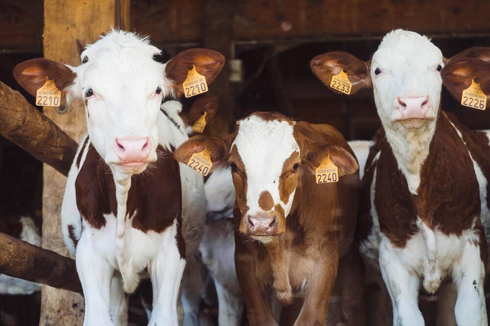 Die Milch dieser Kühe ist unverkäuflich.