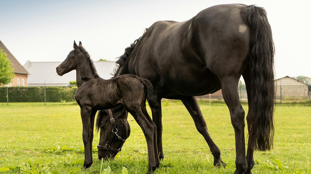 Ein Embryotransfer beim Pferd ist aufwändig.