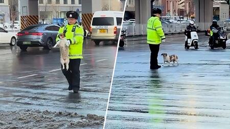 Hund will mehrspurige Straße überqueren und sucht sich Hilfe