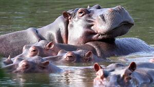 Invasive große Tiere in Seen: Jede zweite Art macht Probleme