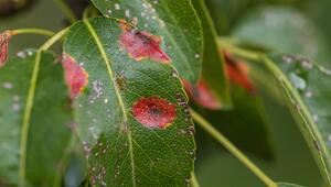Ein Blatt eines Birnbaums mit rot-orangenen Flecken.