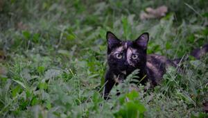 Wurden zwei Katzen aus fahrendem Auto geworfen?