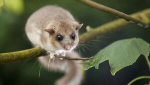 Siebenschlaefer (Glis glis)
