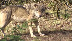 Bundesregierung macht Weg für leichteren Abschuss von Wölfen frei