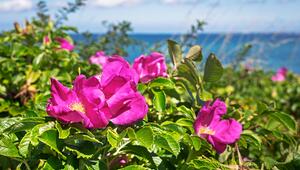 Kartoffelrose