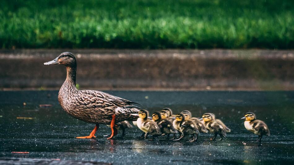 Enten können fliegen, schwimmen und watscheln.