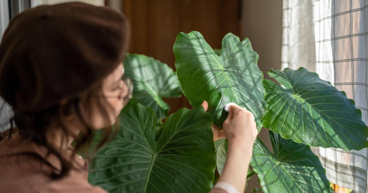Alocasia: So pflegen Sie das tropische Elefantenohr zuhause | WEB.DE