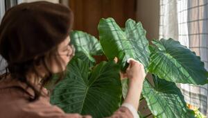 Alocasia-Zimmerpflanze