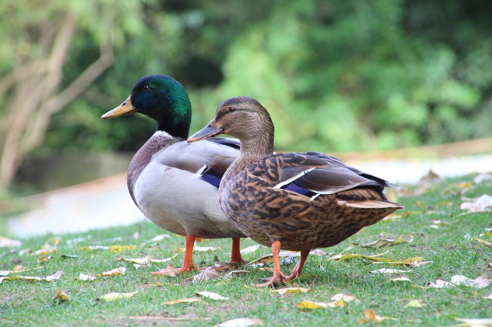 Enten haben sowas wie einen Neoprenanzug.