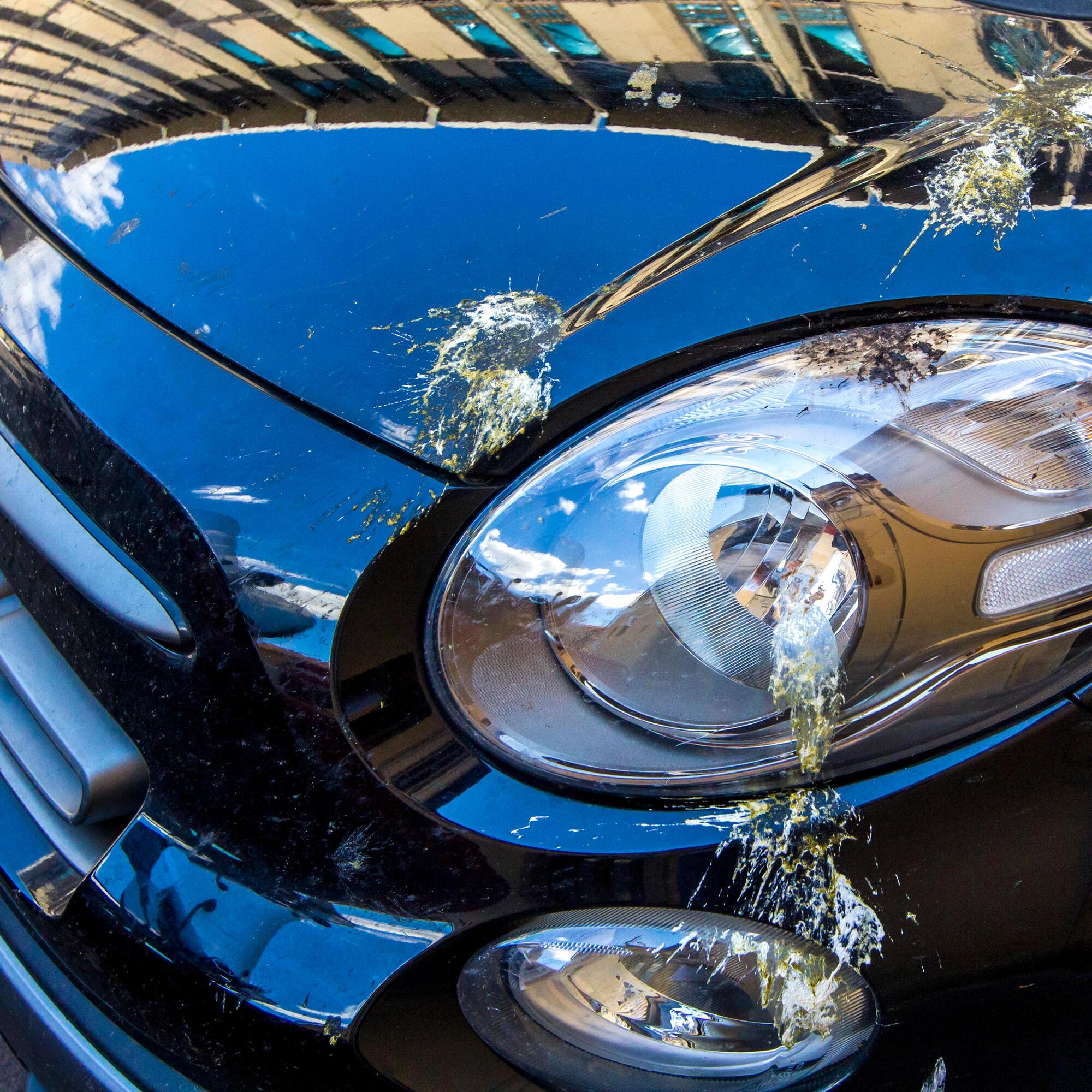 Vogelkot auf dem Auto: So vermeiden Sie teure Lackschden | WEB.DE
