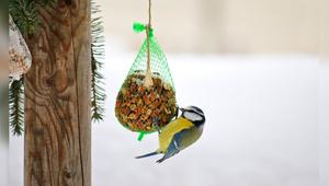 Wildvögel wie die Blaumeise benötigen teilweise in der kalten Jahreszeit Unterstützung bei der ...