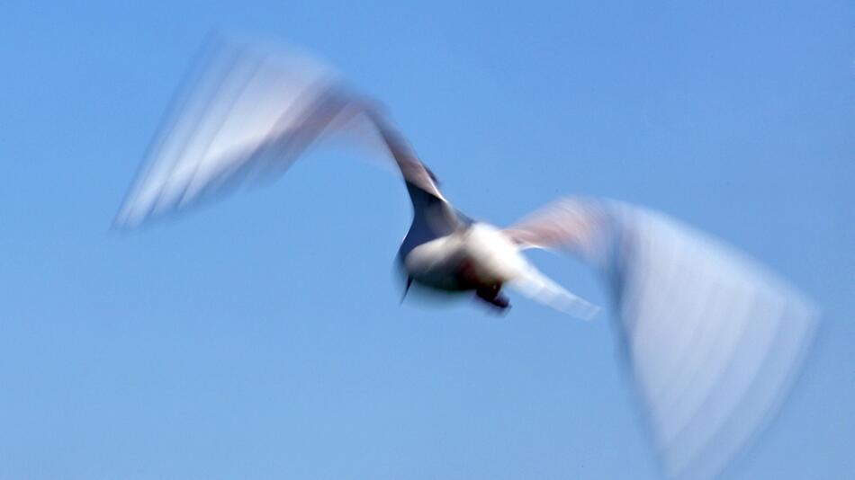 Vogelgrippe am Bodensee