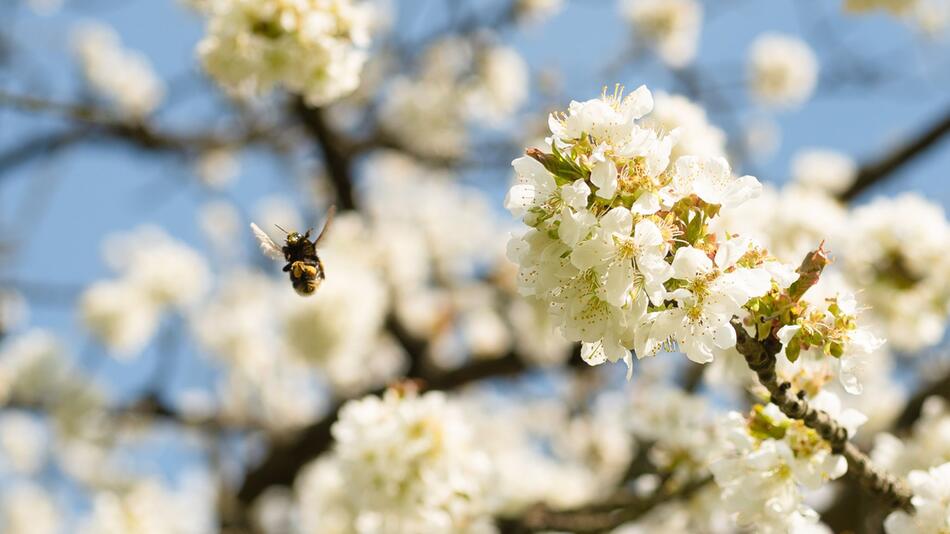 Hummel auf Apfelbaum