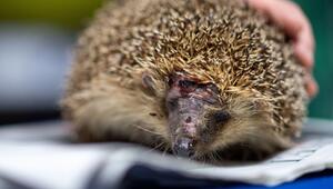 Tödliche Gefahr für Igel - Mähroboter
