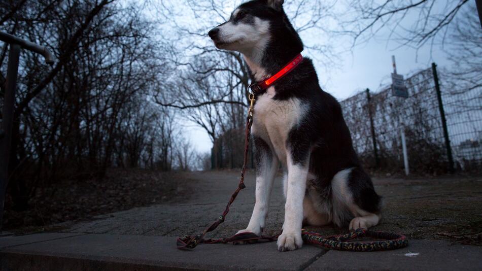 Sicherheitshalsband für Hunde