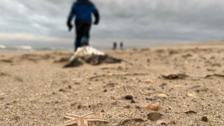 Sturm spült große Mengen Seesterne auf Sylter Strand