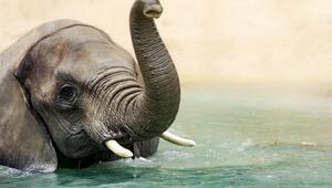 Elefant im Wasser