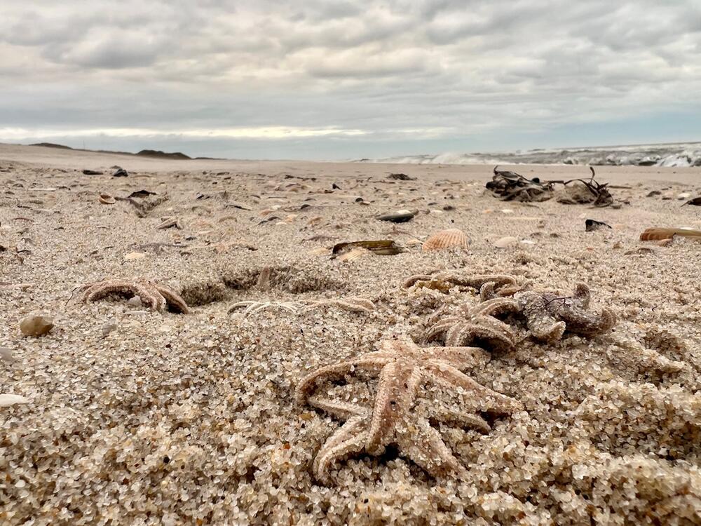 Sturm spült große Mengen Seesterne auf Sylter Strand