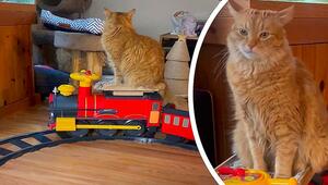 Alles einsteigen! Neugieriger Kater genießt Fahrt auf Weihnachtszug