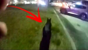 Hollywoodreife Flucht: Polizei liefert sich wilde Jagd mit Schwein