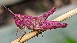 Barbie-Grashüpfer in pink: Frau macht seltenen Fund im Garten