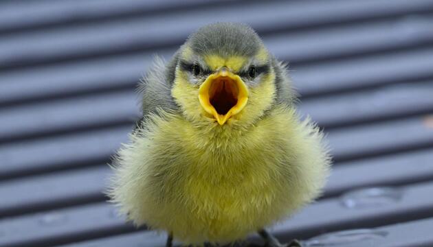 Vogelküken stürzen sich aus heißen Nestern